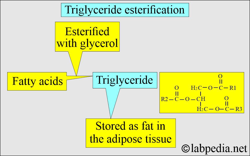 Triglyceride esterification
