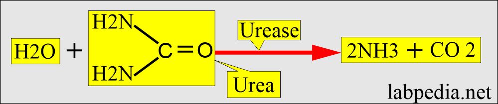 Blood urea and action of urease enzyme
