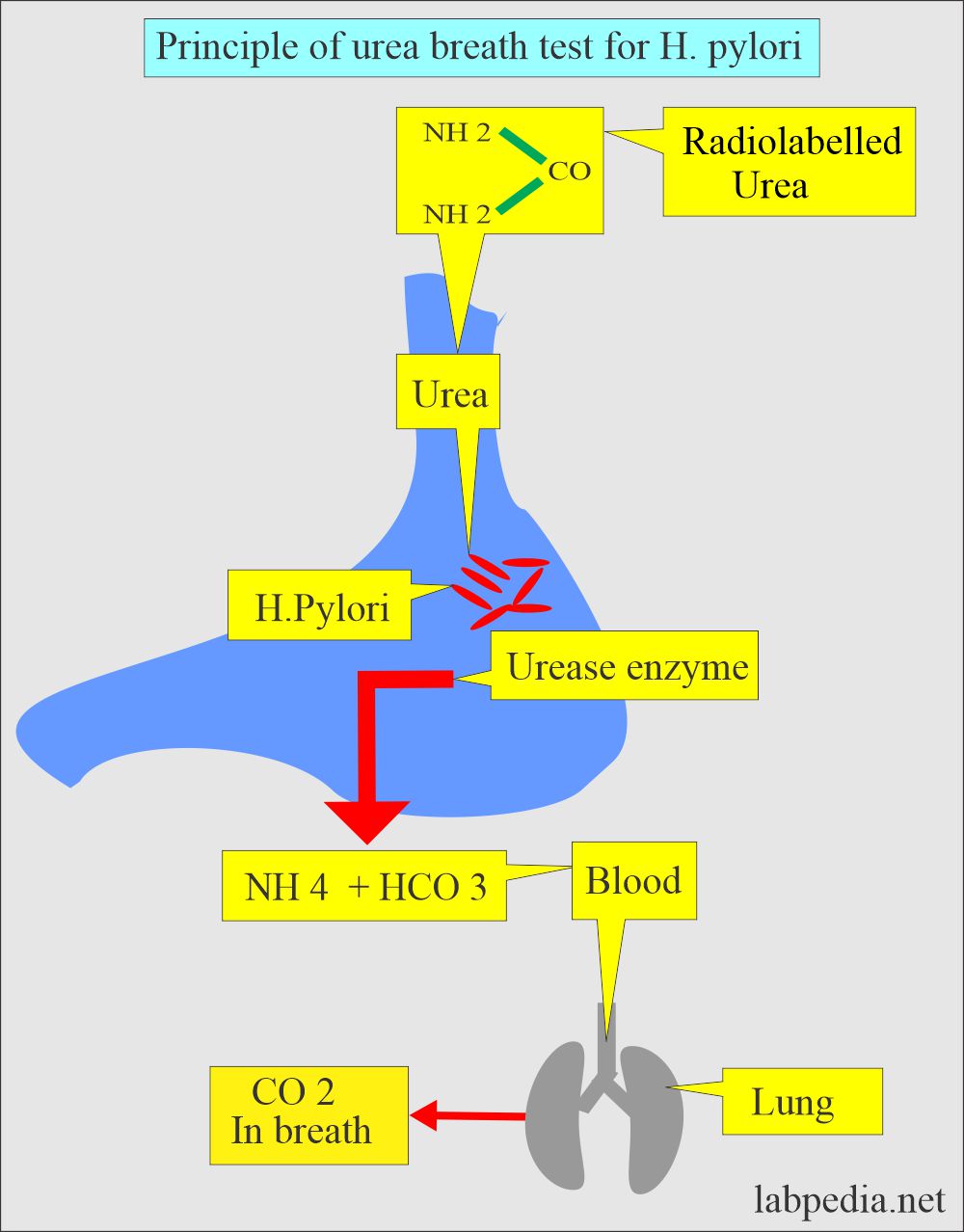 Principle of urea breath test for H. pylori