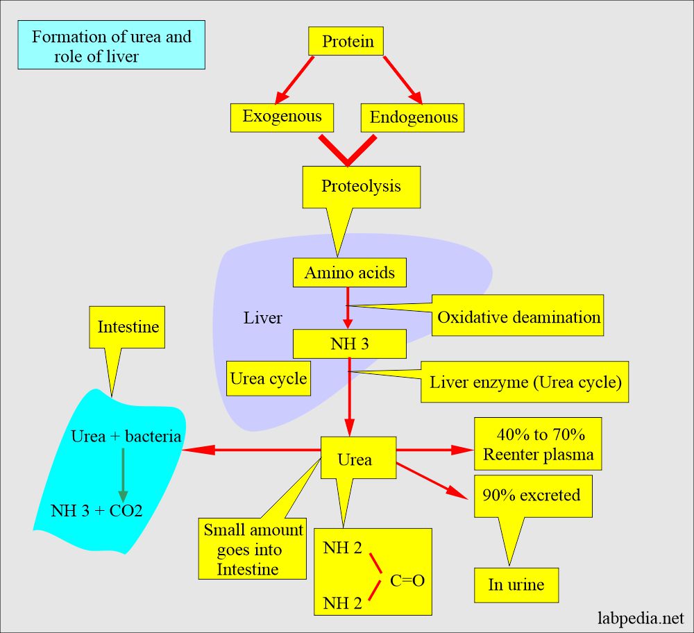 Blood urea cycle and role of liver