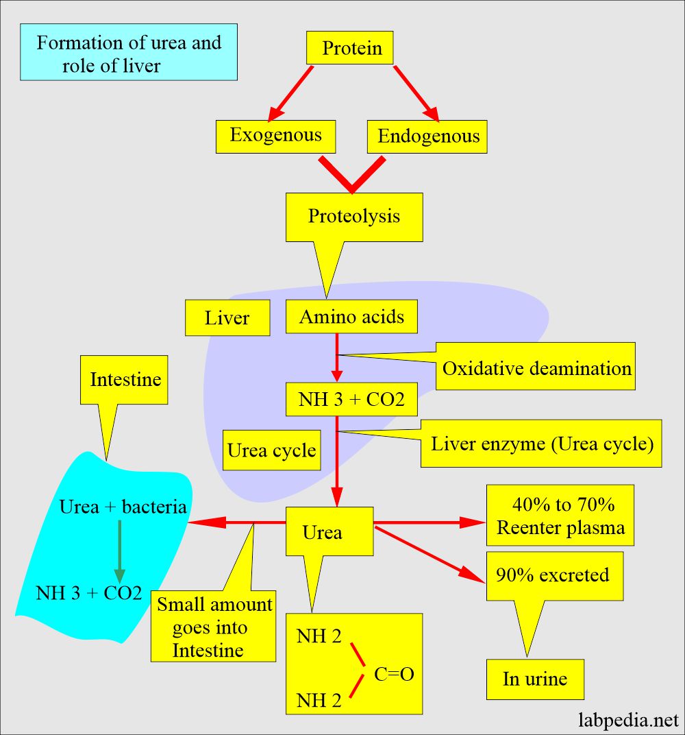 Formation of urea and role of liver