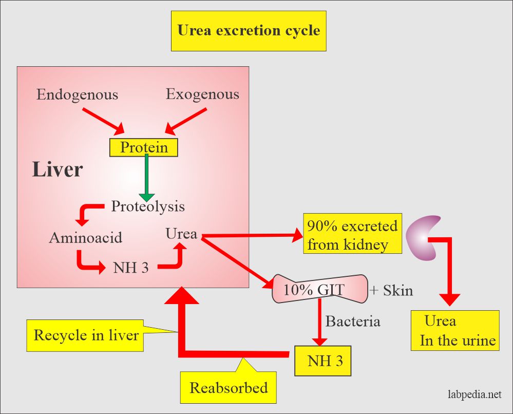 Blood Urea Nitrogen (BUN), or Urea Nitrogen, and Interpretations