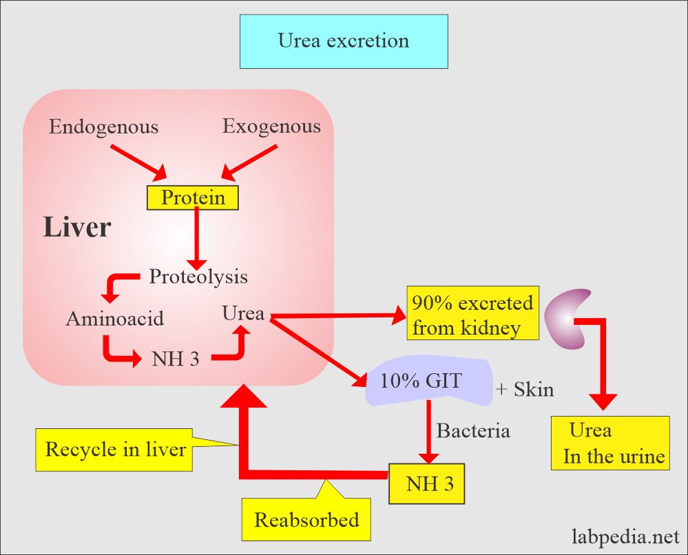 Blood urea excretion and role of kidneys and liver