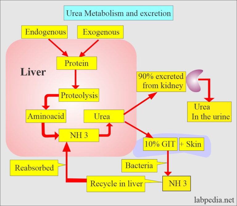 Blood Urea Nitrogen (BUN) Or Urea Nitrogen, And Interpretations