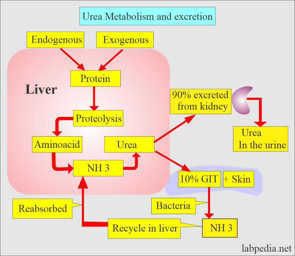 Urea metabolism and excretion