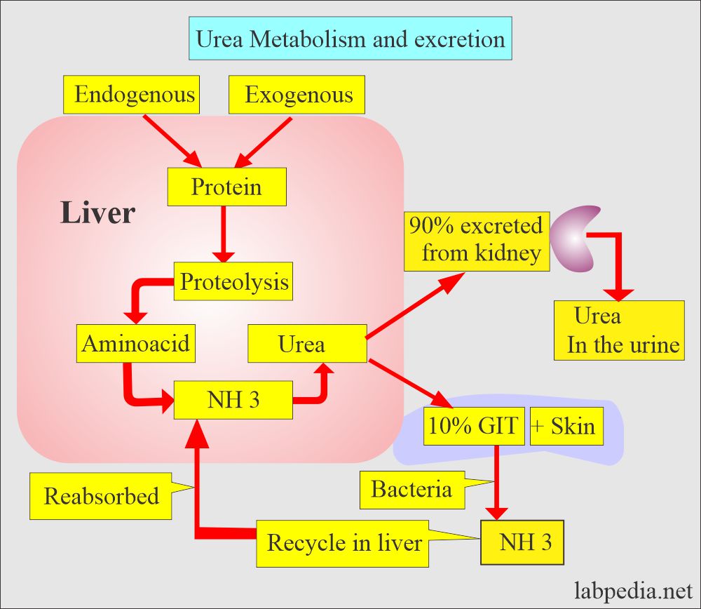 blood-urea-nitrogen-bun-or-urea-nitrogen-and-interpretations