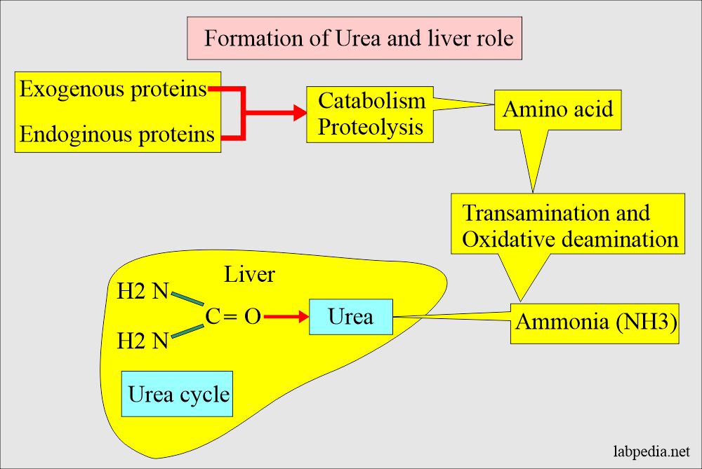 Urea formation and role of liver 
