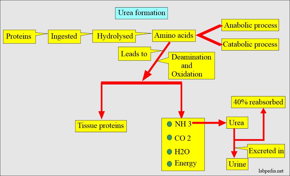 Urea formation from proteins metabolism