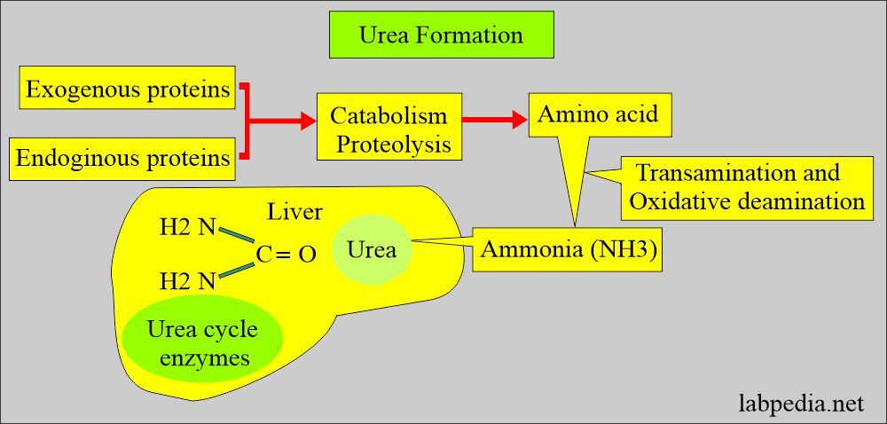 Urea formation