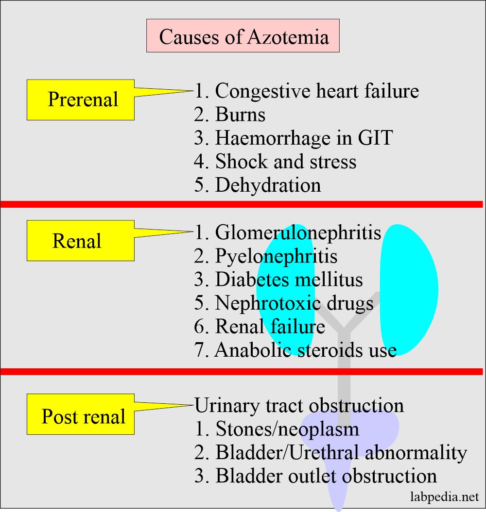 Uremia causes