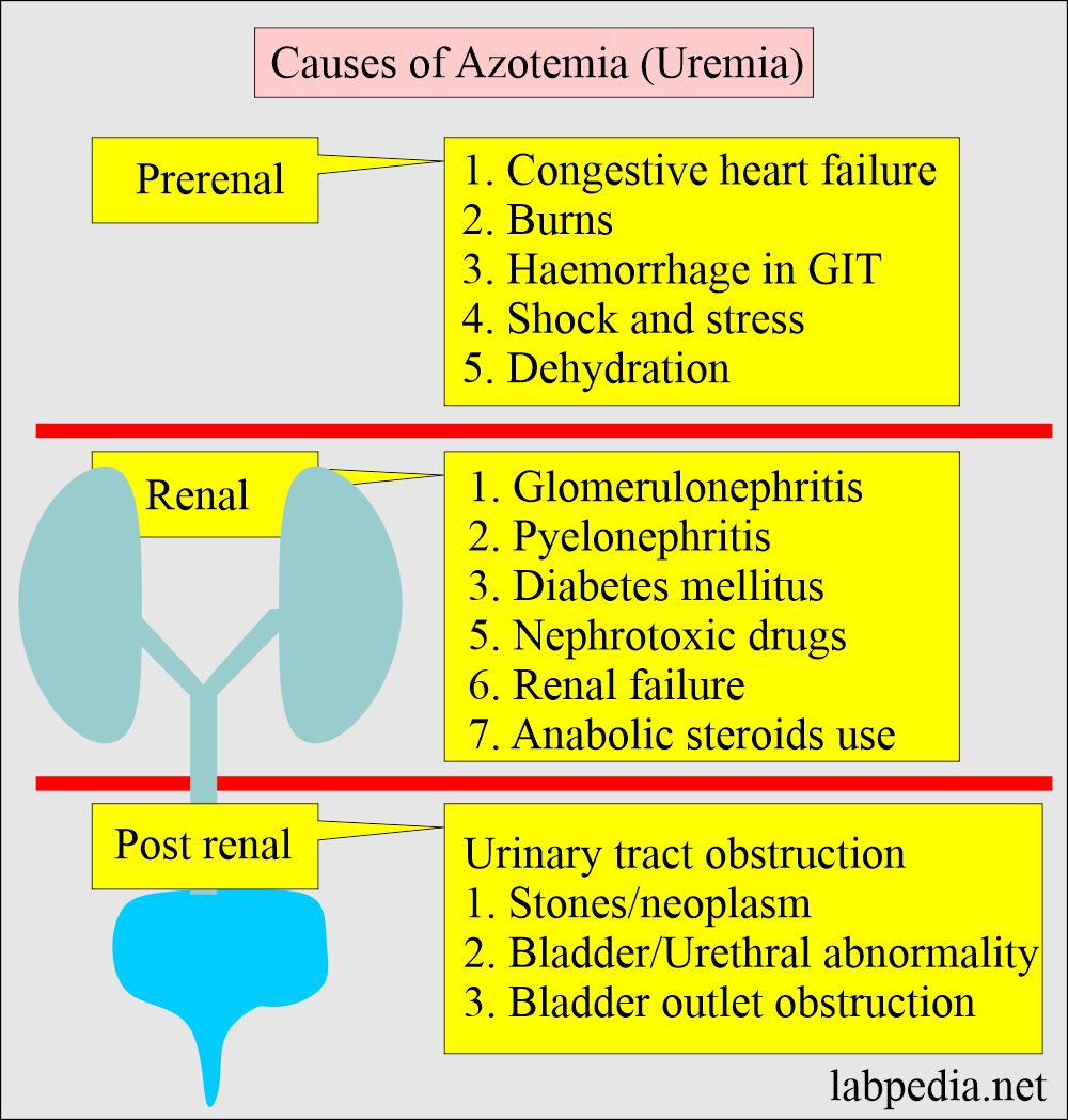Blood Urea Nitrogen (BUN): Causes of Uremia 