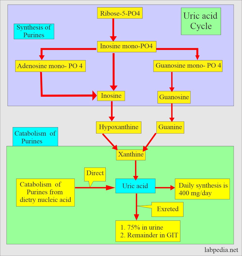 Uric Acid Pathway