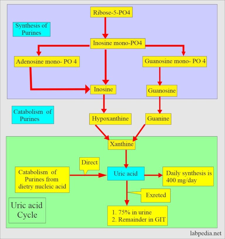 Urine, Uric acid Quantitative (24 hrs Urine Sample), Uricosuria