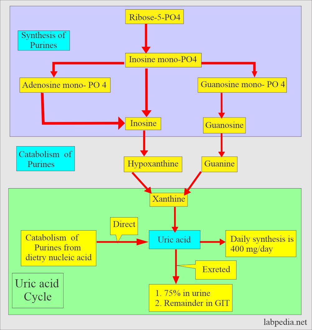 Uric Acid In Urine