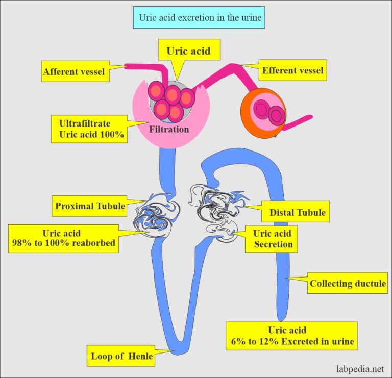 gabapentin and uric acid
