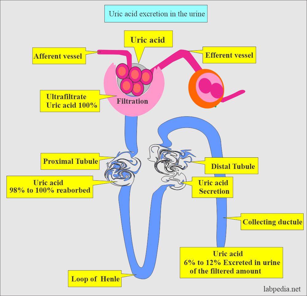 Uric acid excretion through kidney