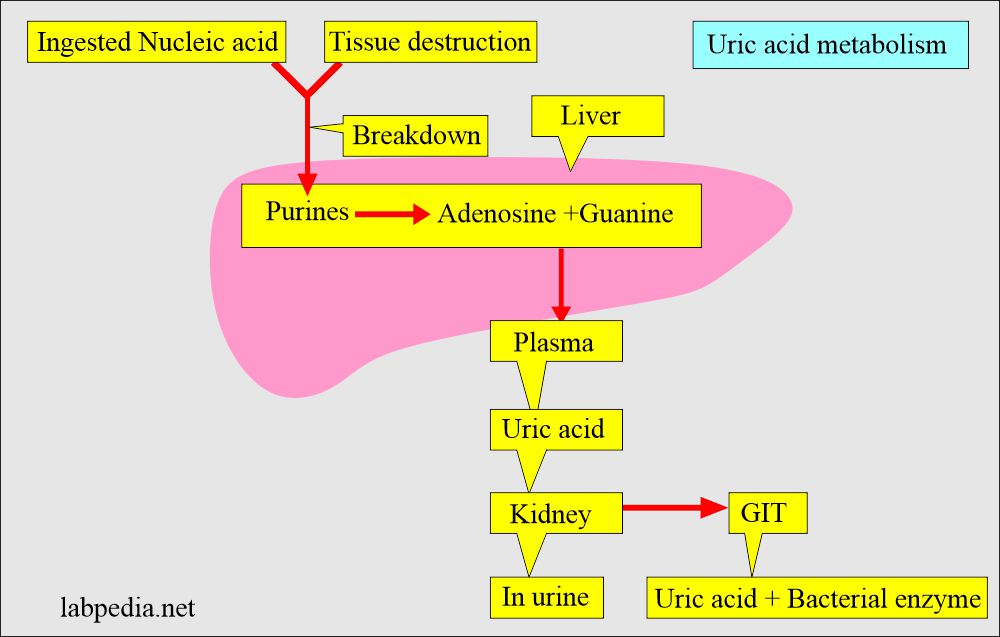 Uric acid metabolism