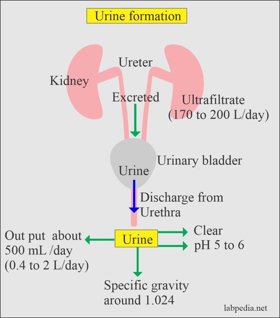 Urine Analysis Part 2 Urine formation, and Urine Preservatives