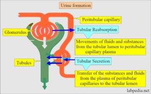 Urine formation, Types of Urine, and Urine Preservatives - Labpedia.net