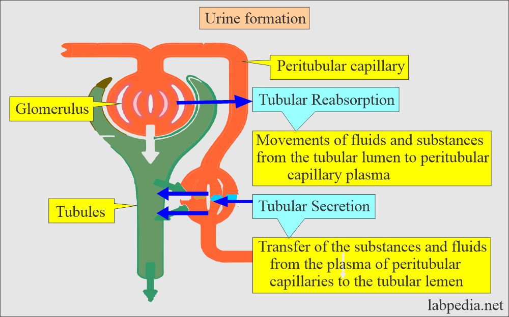 Urine formation and role of tubular and peritubular secretion