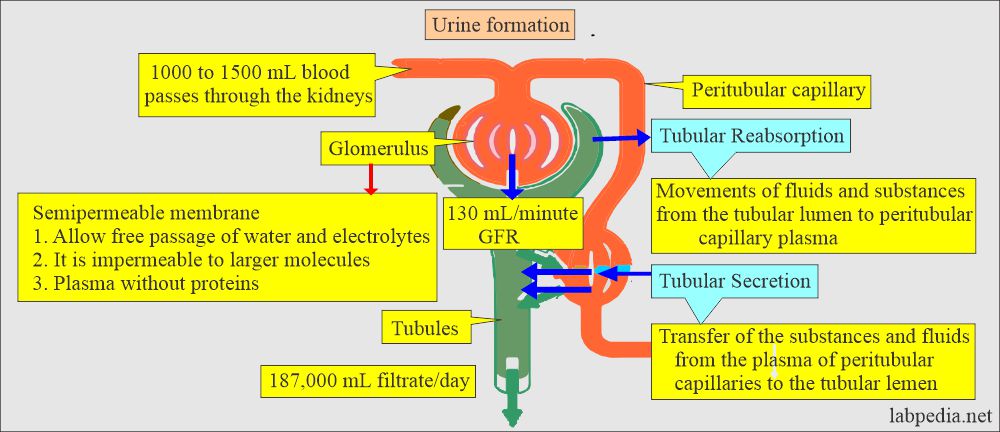 Urine formation process