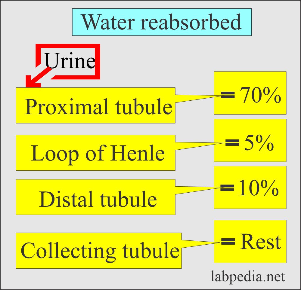 Urine water reabsorption