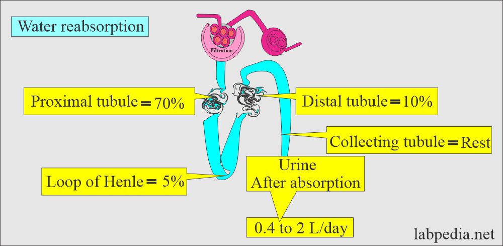 Urine water reabsorption