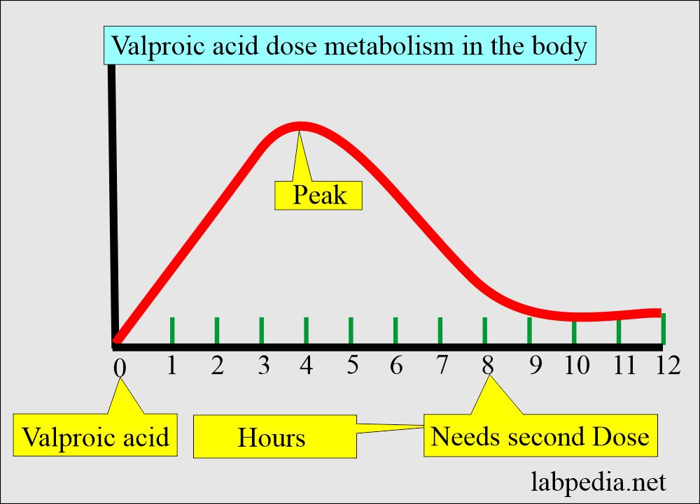 Valproic acid metabolism in the body and dose adjustment