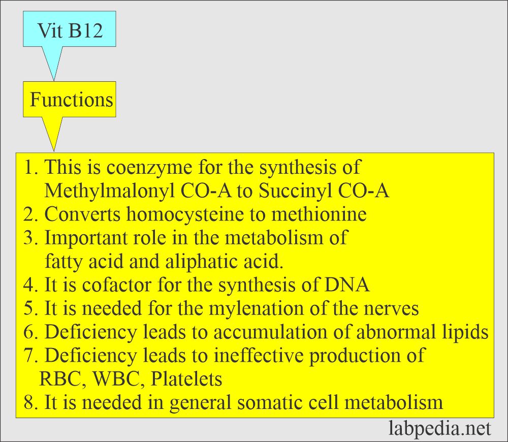 Vitamin B12 functions
