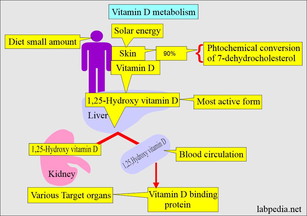 Vitamin D Metabolism