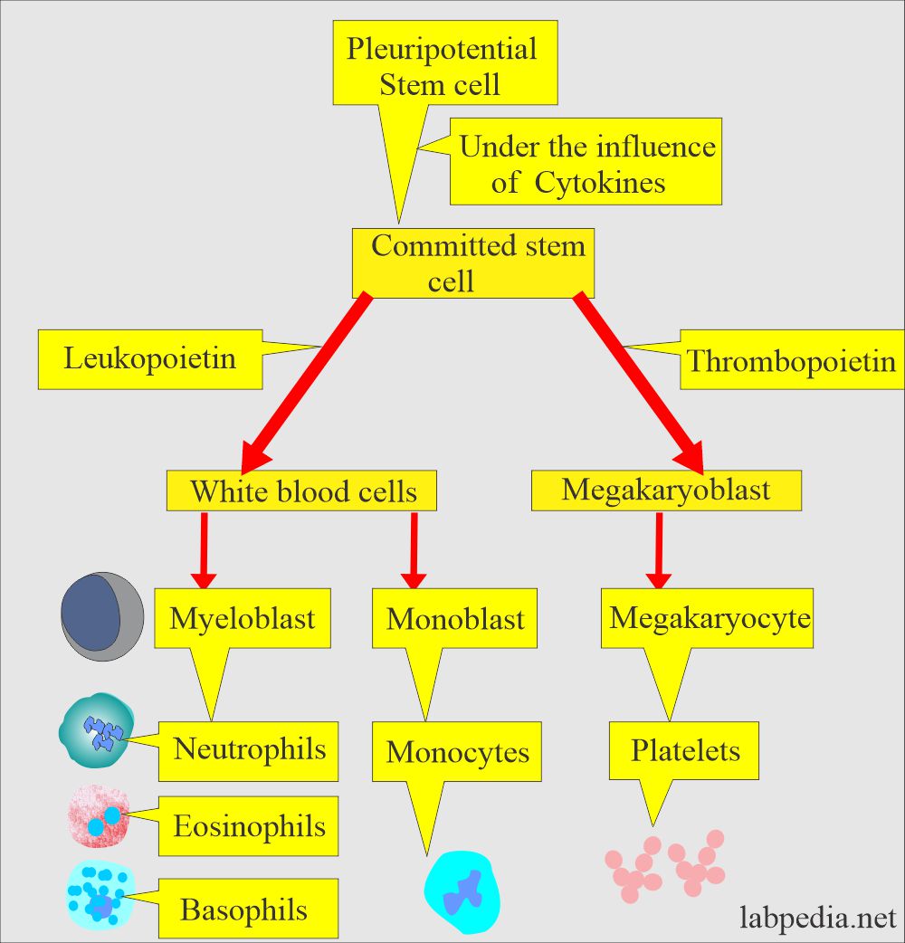 White Blood Cell Maturation Chart Porn Sex Picture