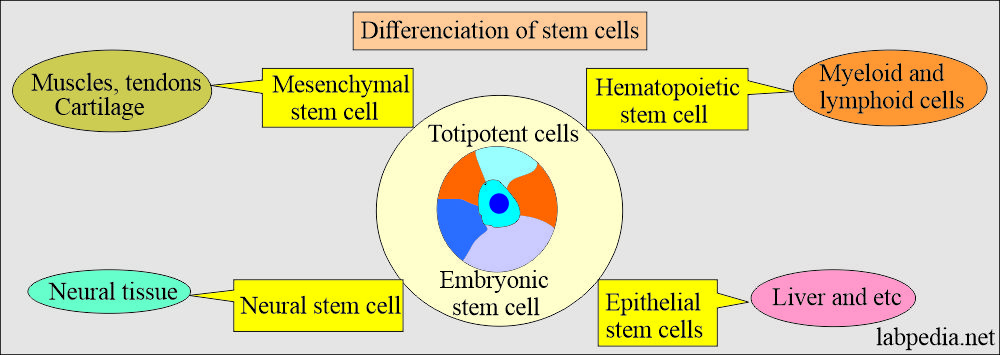 Differentiation of stem cell