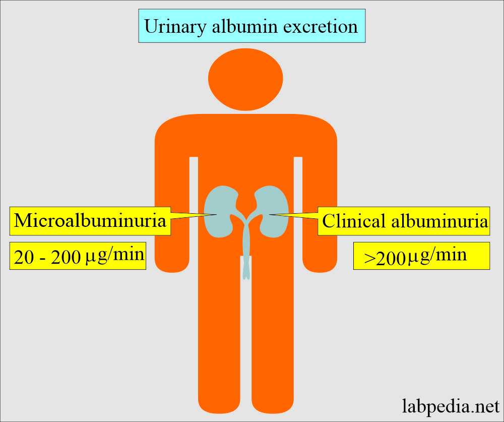 Diabetes Mellitus: Albumin urinary excretion