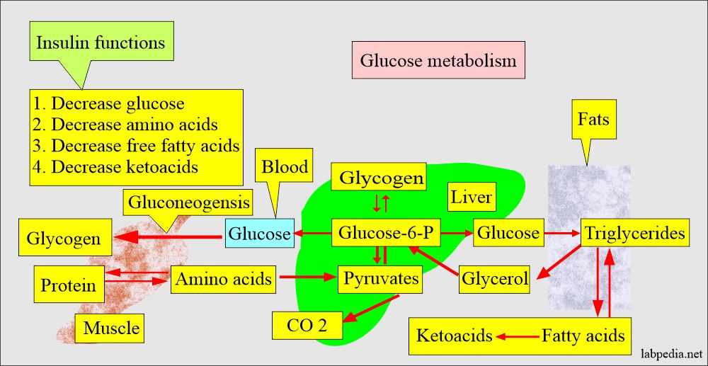 diabetes-mellitus-and-glucose-after-2-hours-of-the-meal-postprandial