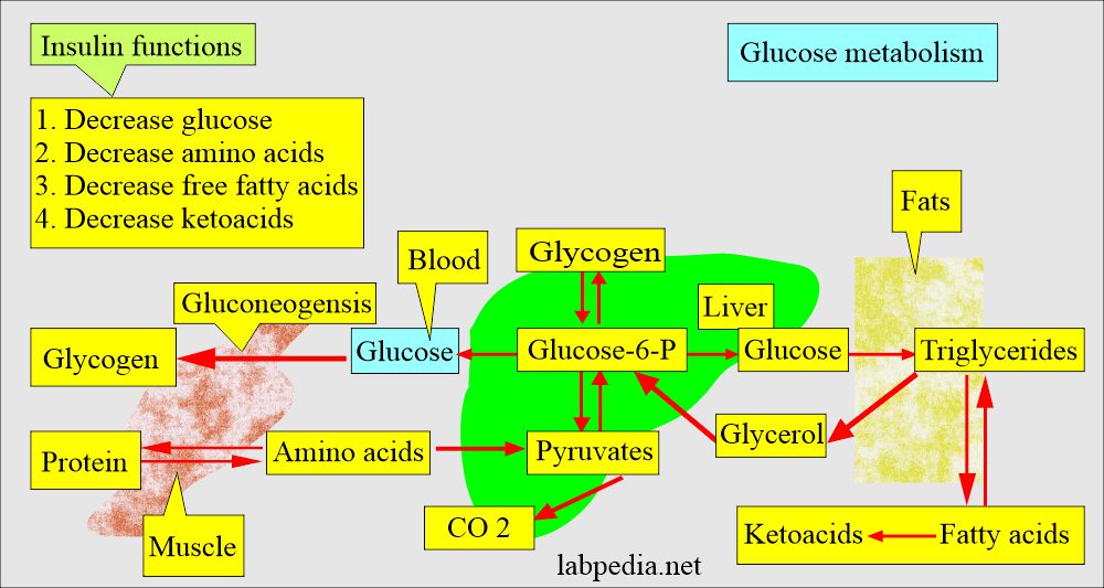 Diabetes mellitus, and glucose metabolism