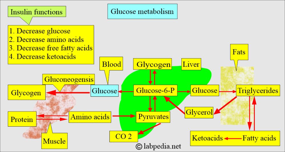 Diabetes mellitus and insulin action