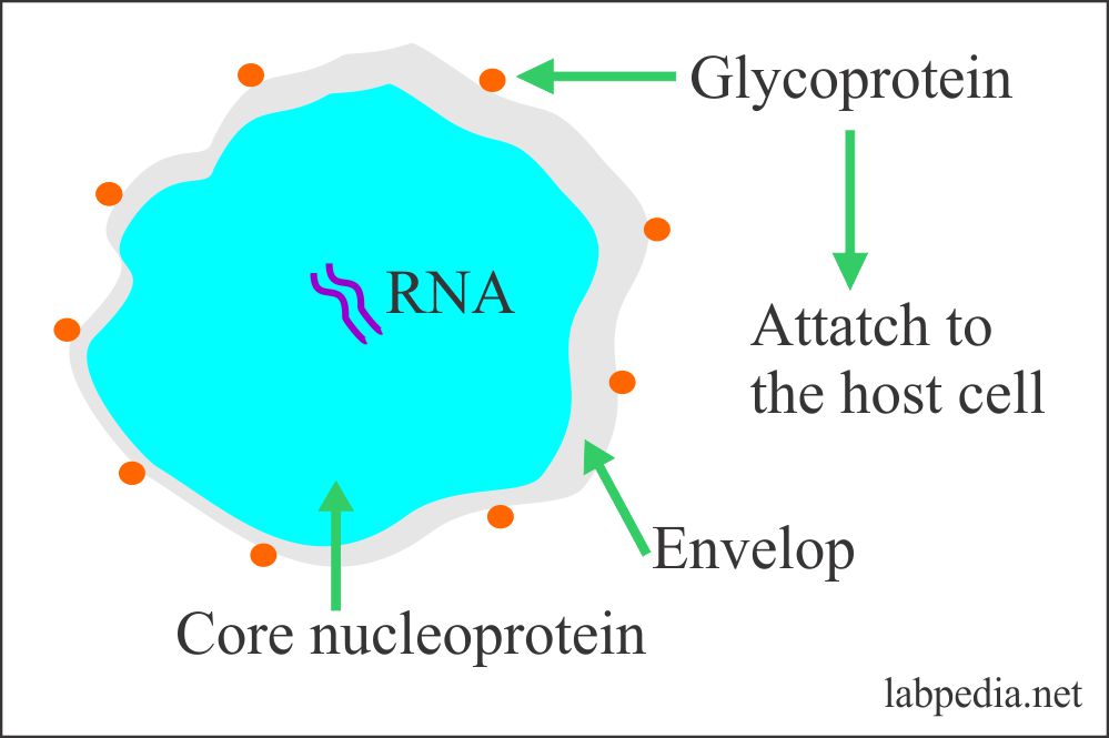 coronavirus structure