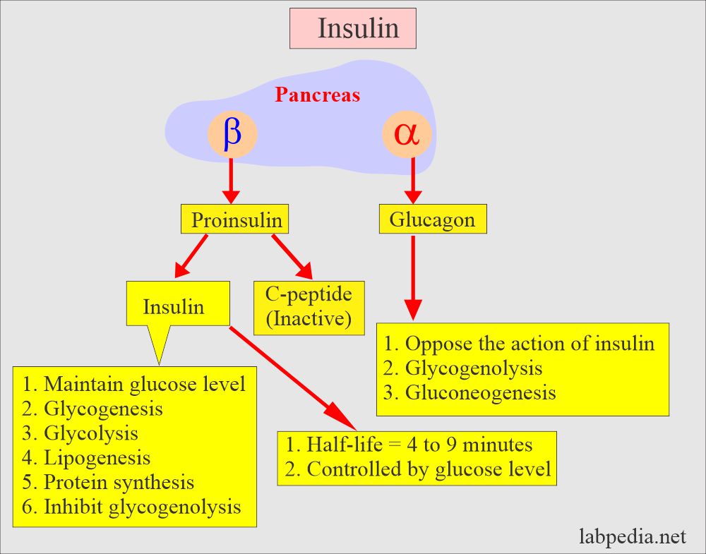 Insulin main functions