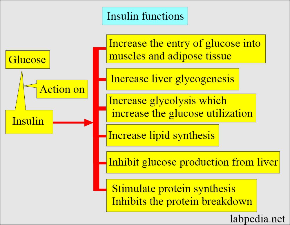 Insulin functions and action on glucose
