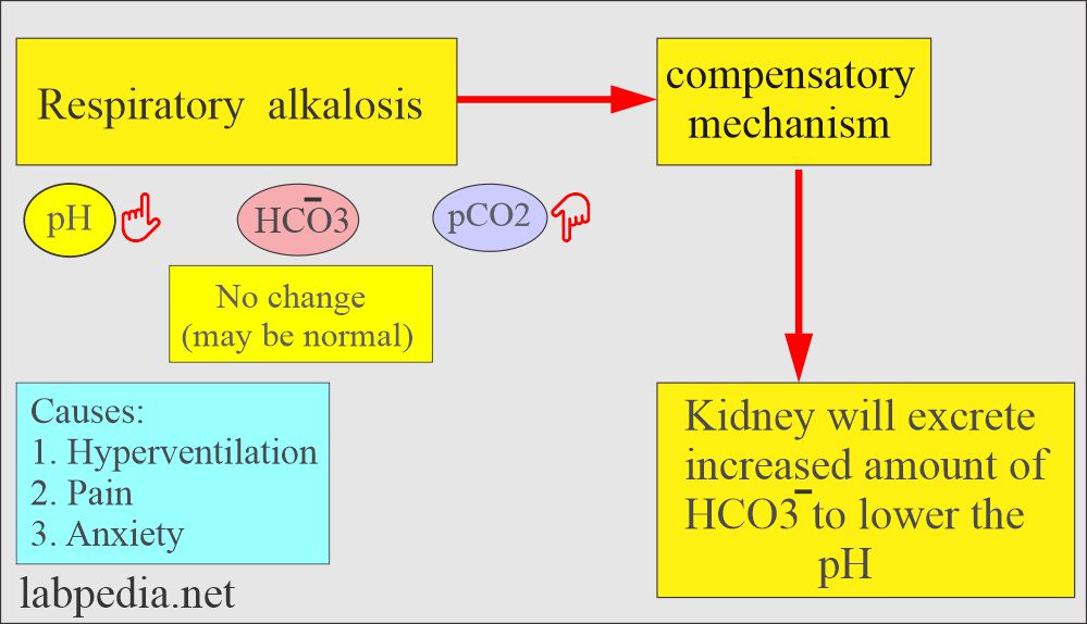 Acid-base: Respiratory alkalosis compensatory mechanism