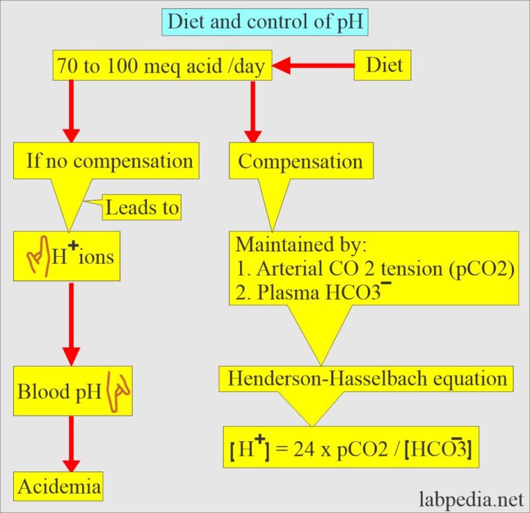 Acidbase Balance Part 2 Metabolic acidosis, and Metabolic