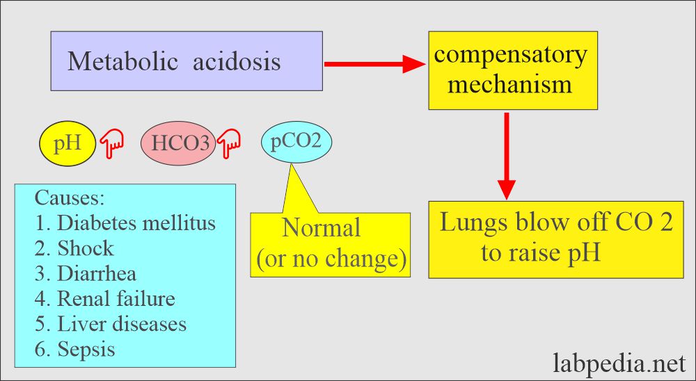 Acid-base balance: Compensatory metabolic acidosis 
