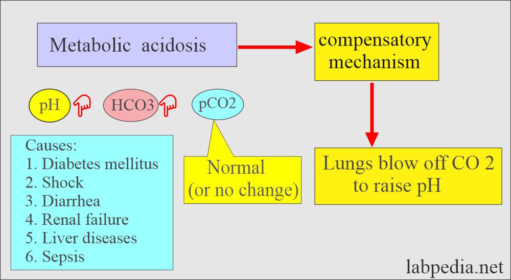 Acidosis Lab
