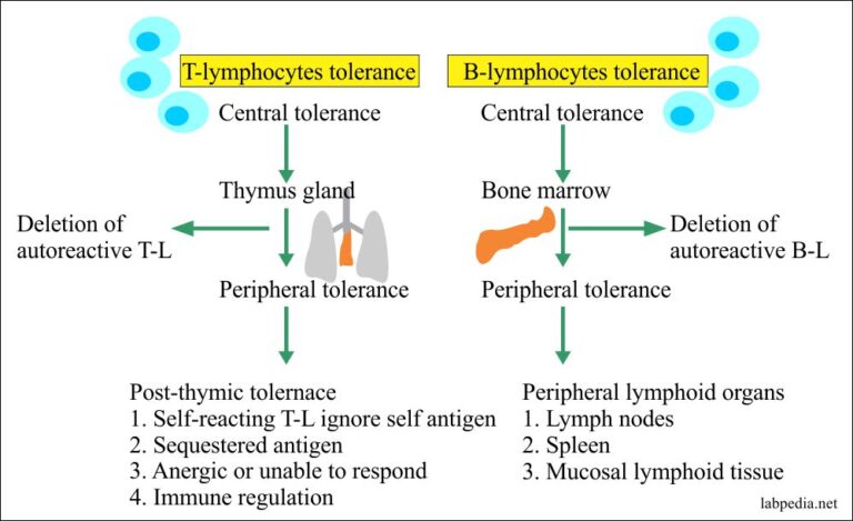 Chapter 16: Autoimmunity, Immunologic Tolerance, And Mechanism Of ...