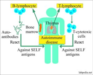 Chapter 16: Autoimmunity, Immunologic Tolerance, And Mechanism Of ...