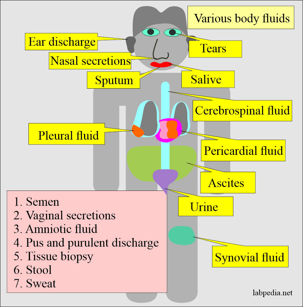 Body fluids various sites