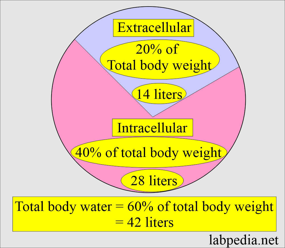 Body water distribution