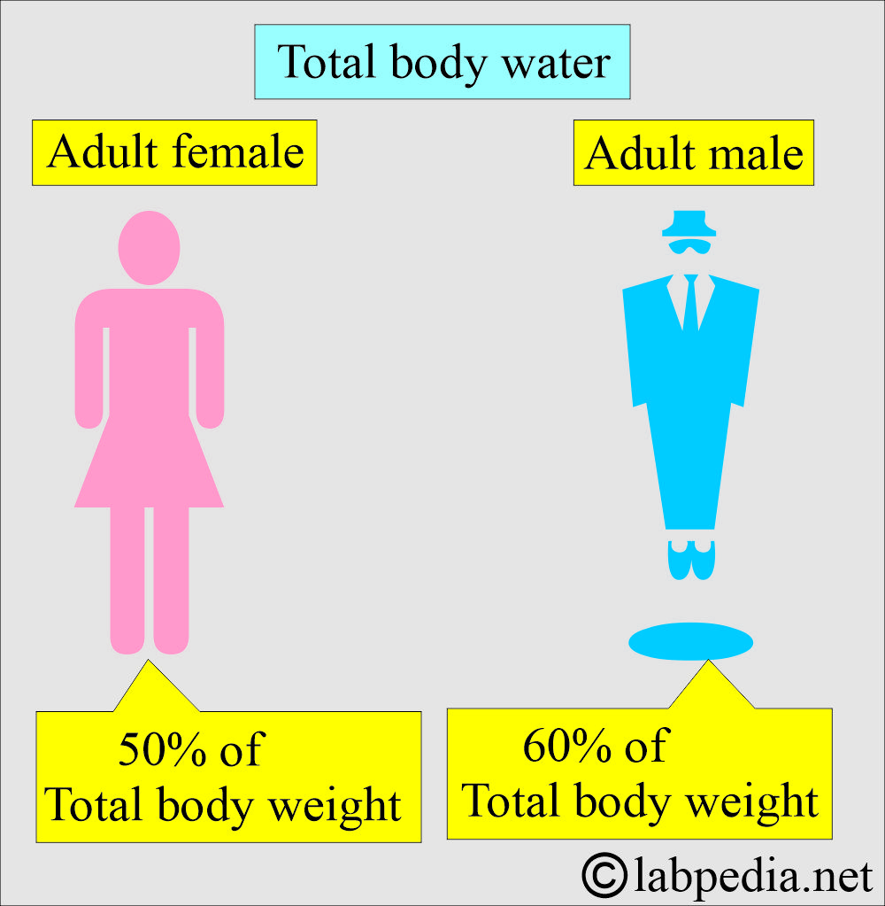 Body water in males and females