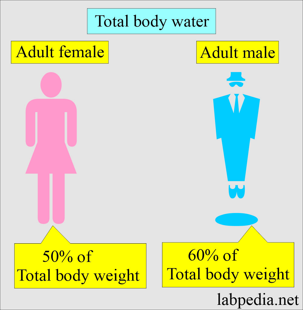 Total Body water as the percentage of body weight