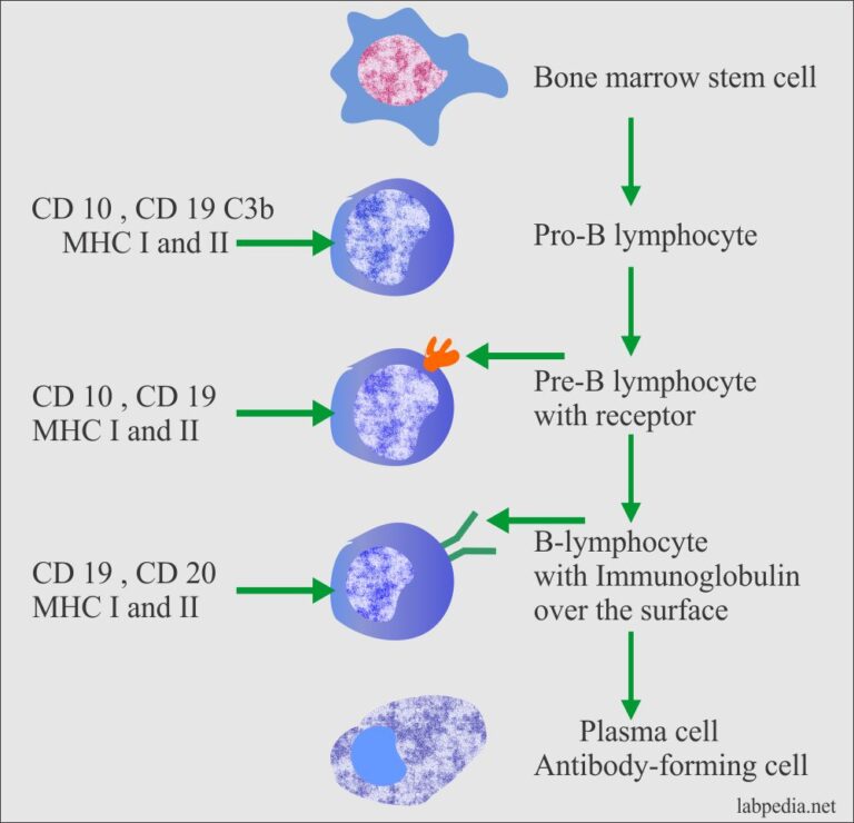 Chapter 8: Specific Immune Cells, B And T Lymphocytes, NK Cell, Null ...